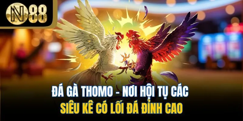 Đá Gà Thomo - Nơi Hội Tụ Các Siêu Kê Có Lối Đá Đỉnh Cao