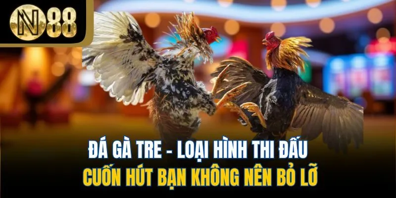 Đá Gà Tre - Loại Hình Thi Đấu Cuốn Hút Bạn Không Nên Bỏ Lỡ